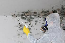 Best Emergency Mold Remediation in Xenia, OH